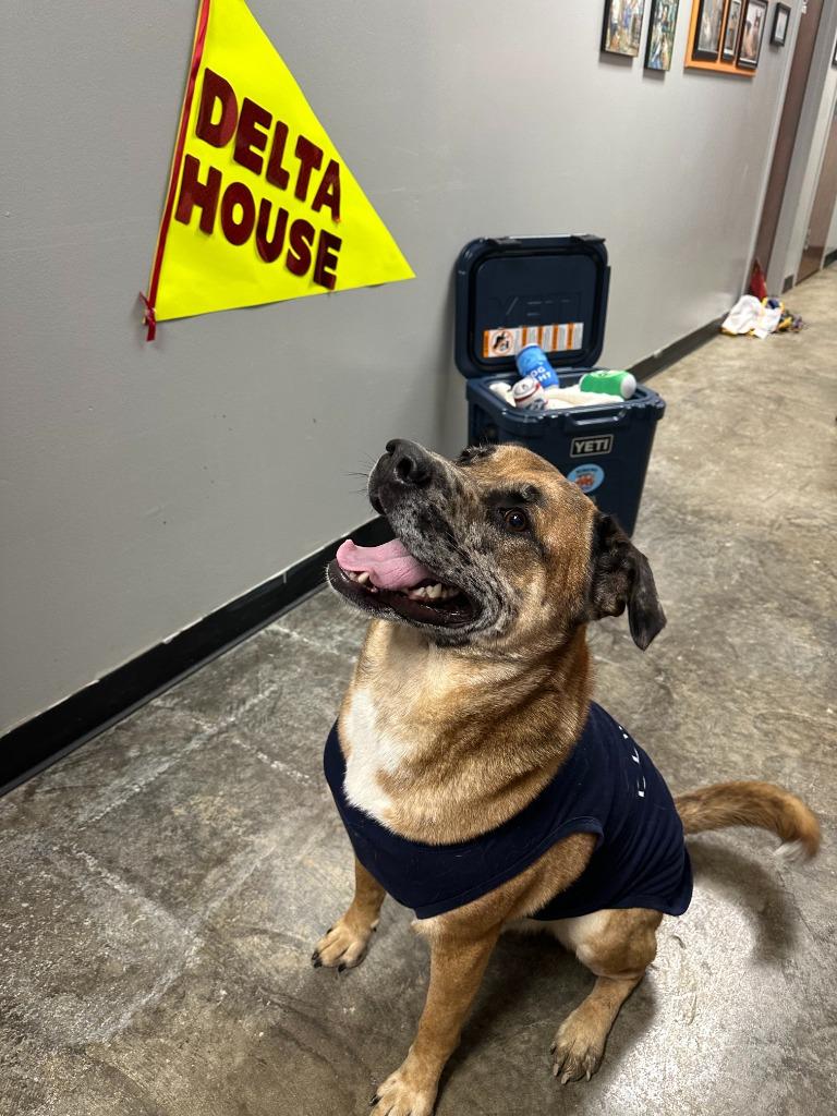 Enlarge Monkey, a Adoptable Mixed Breed in Jonesboro, AR image 5/6