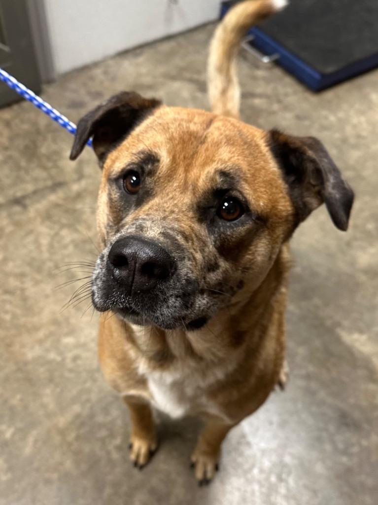 Enlarge Monkey, a Adoptable Mixed Breed in Jonesboro, AR image 6/6