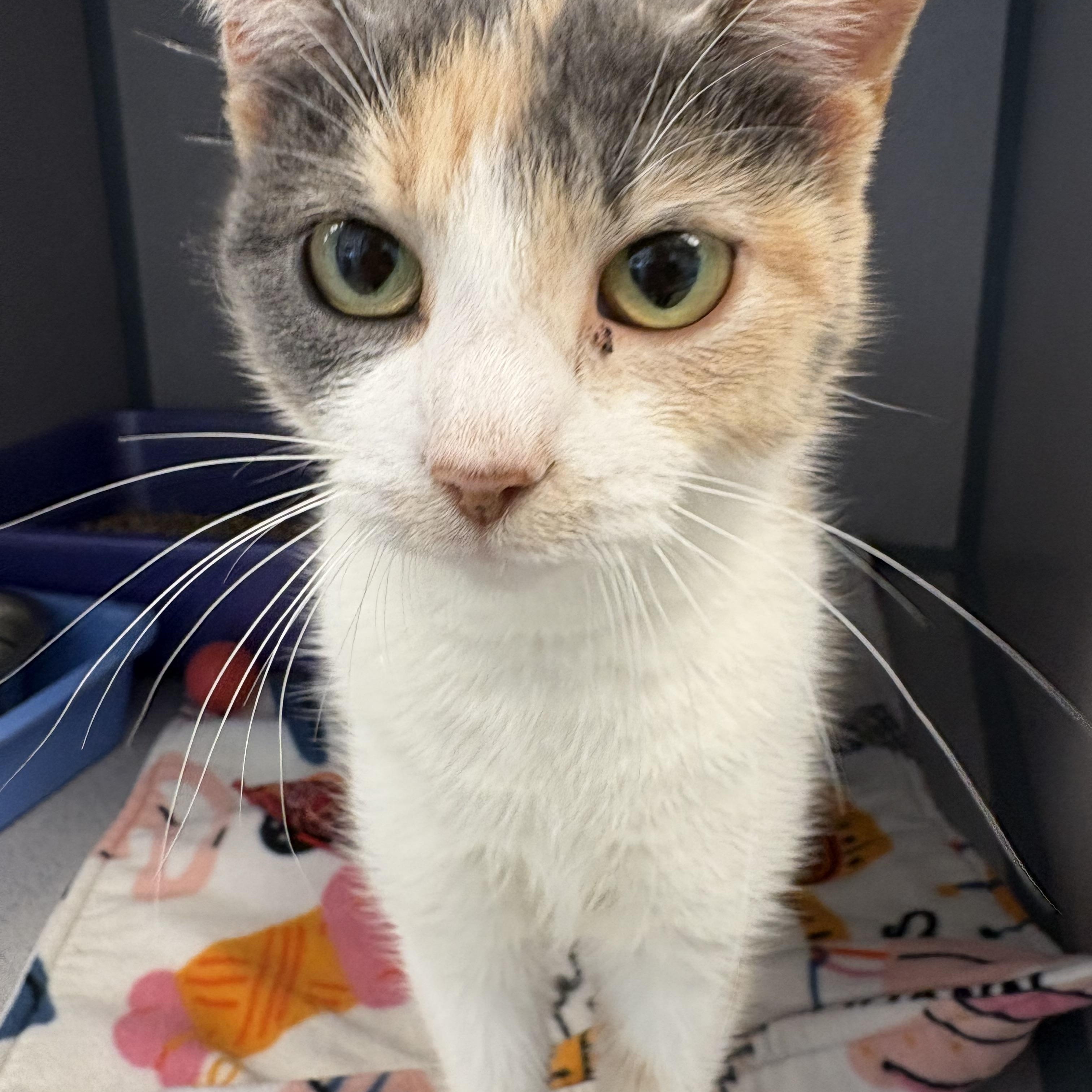 Frostbite @ PetSmart by the Lindale Mall