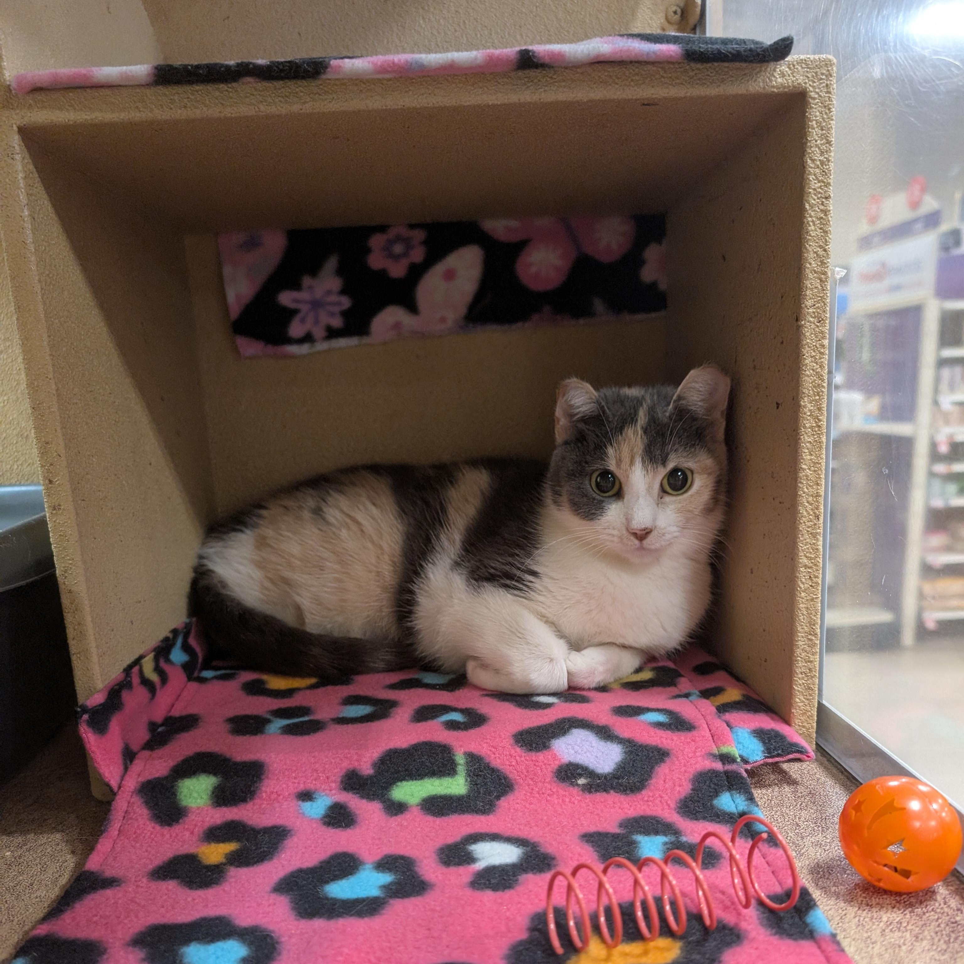 Frostbite @ PetSmart by the Lindale Mall — thumbnail 2