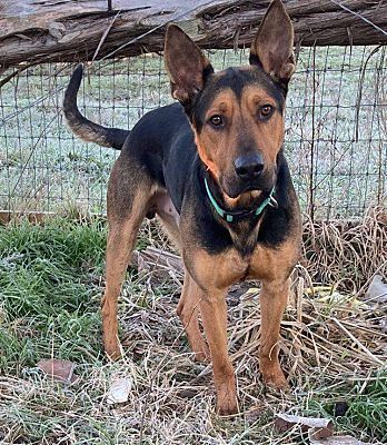 Donovan, a Adoptable mixed breed in Brookshire, TX image 1/10