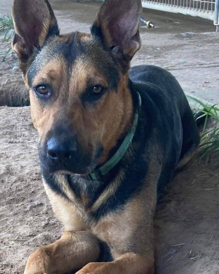 Donovan, a Adoptable mixed breed in Brookshire, TX image 2/10