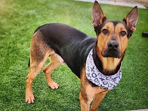 Donovan, a Adoptable mixed breed in Brookshire, TX image 3/10