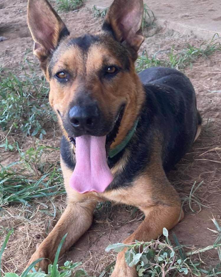 Donovan, a Adoptable mixed breed in Brookshire, TX image 4/10