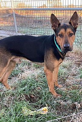 Donovan, a Adoptable mixed breed in Brookshire, TX image 5/10