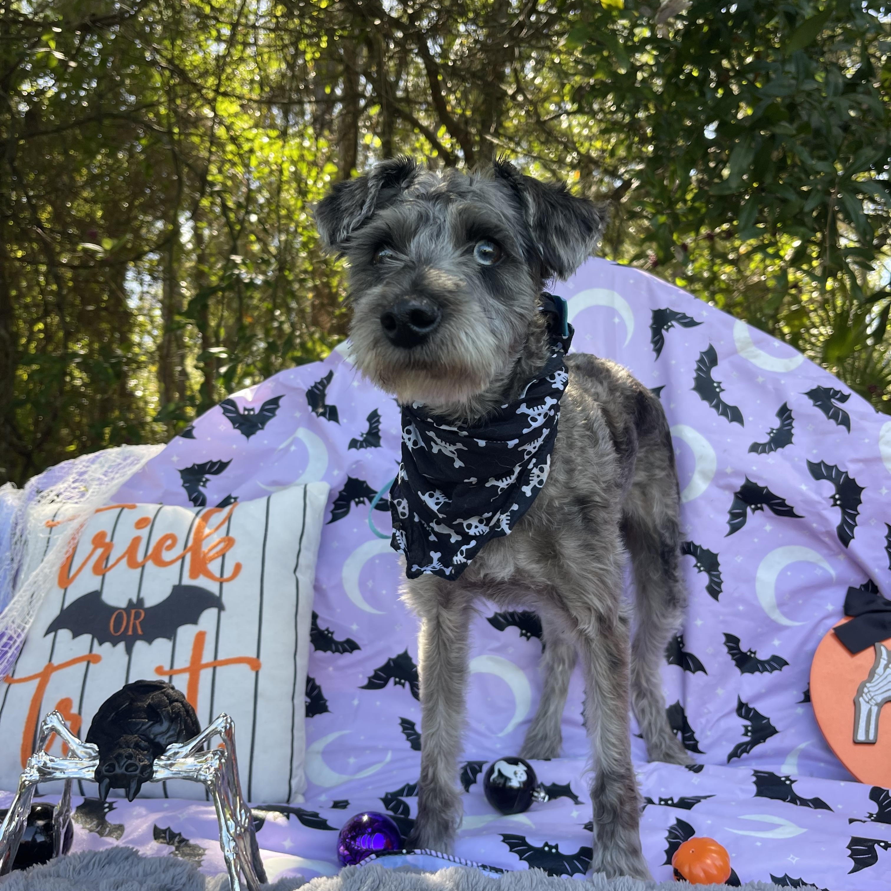 Enlarge Finch, a Adoptable mixed breed in Sebring, FL image 5/6