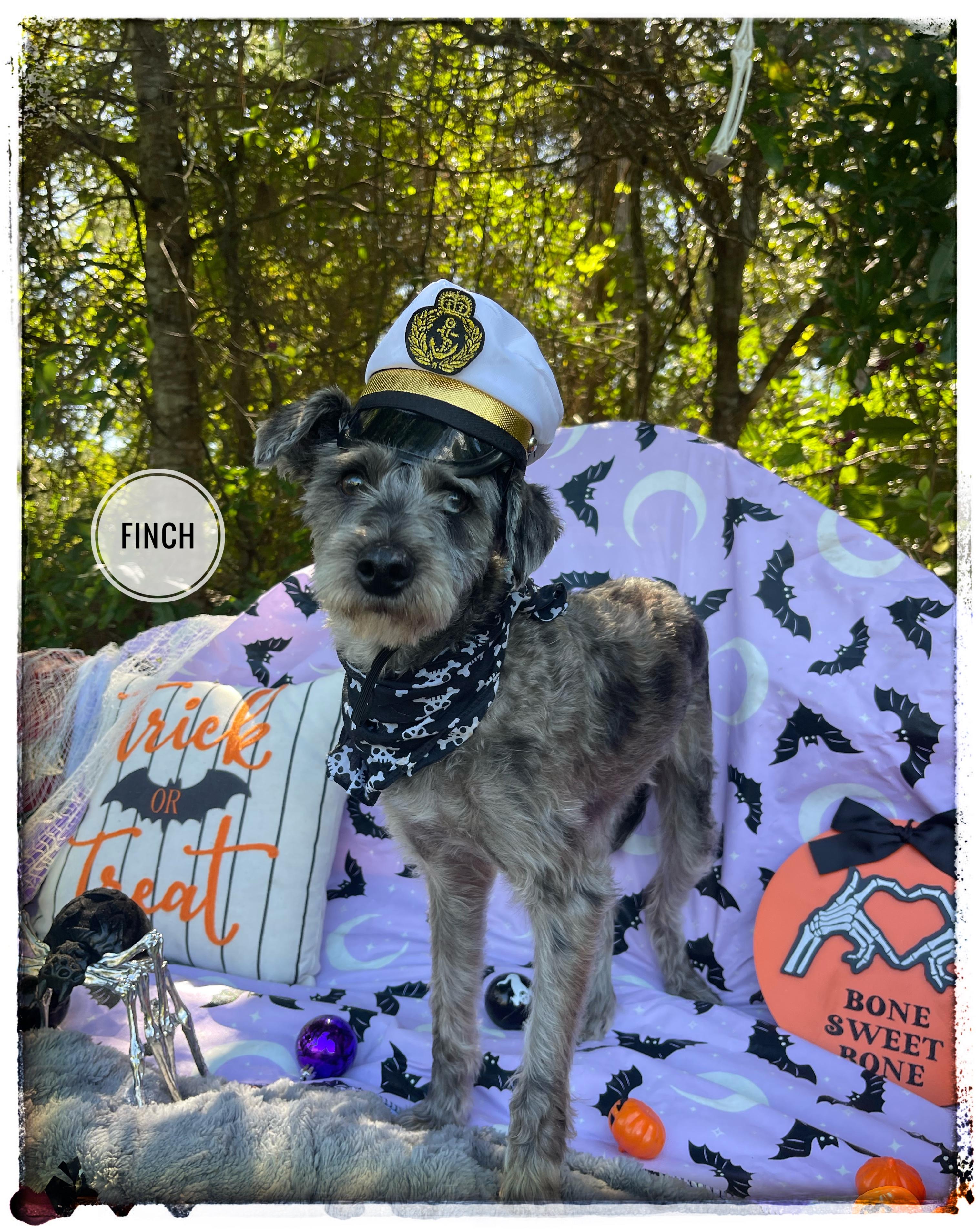 Finch, Adoptable, Young Male Miniature Schnauzer.