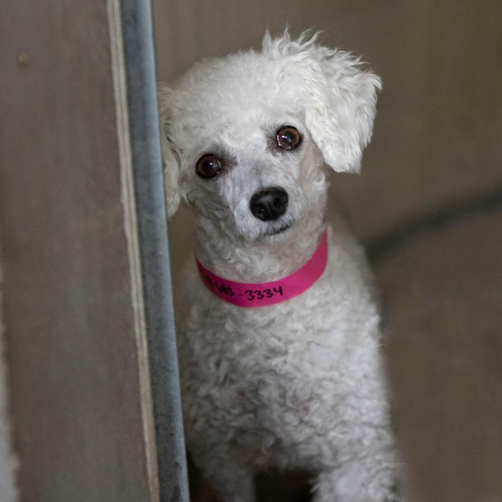 Yalinda (OT25-198), Adoptable, Adult Female Bichon Frise.