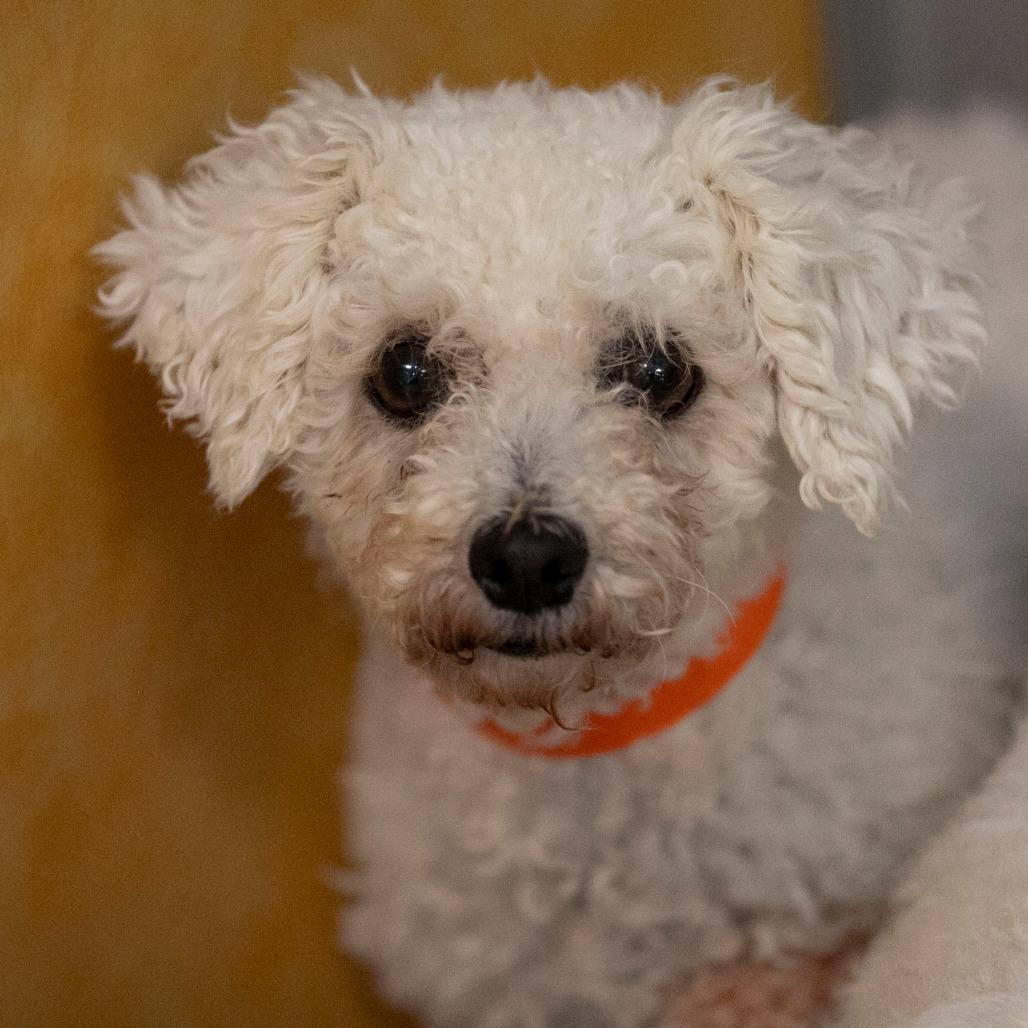 Yalinda (OT25-198), a Adoptable Bichon Frise in Peyton, CO image 3/6