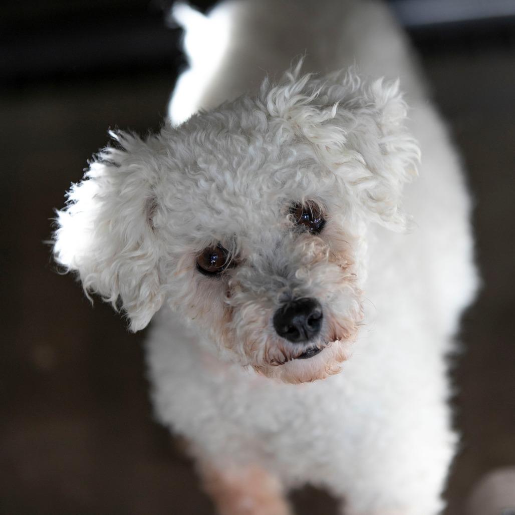 Yalinda (OT25-198), a Adoptable Bichon Frise in Peyton, CO image 4/6