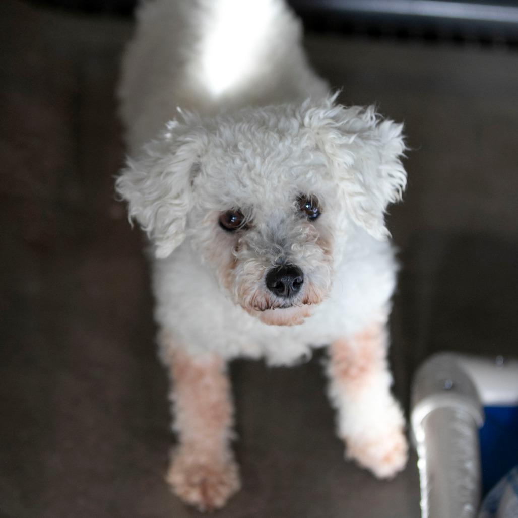 Yalinda (OT25-198), a Adoptable Bichon Frise in Peyton, CO image 5/6