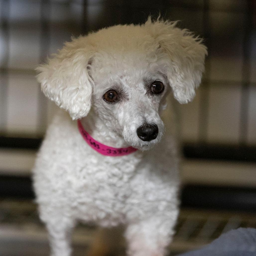 Yalinda (OT25-198), a Adoptable Bichon Frise in Peyton, CO image 6/6
