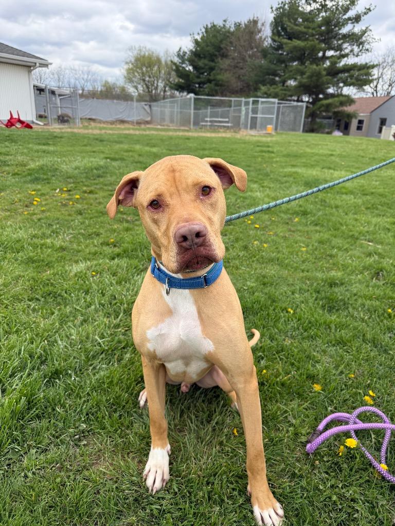 Brutus, Adoptable, Adult Male Pit Bull Terrier & Great Dane.