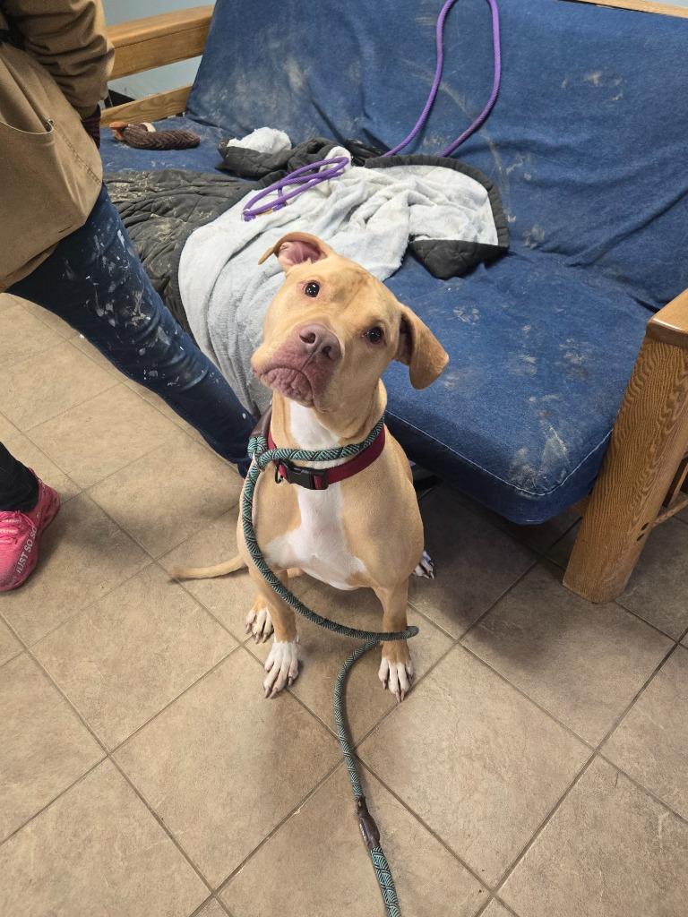 Enlarge Brutus, a Adoptable mixed breed in Marion, OH image 4/4