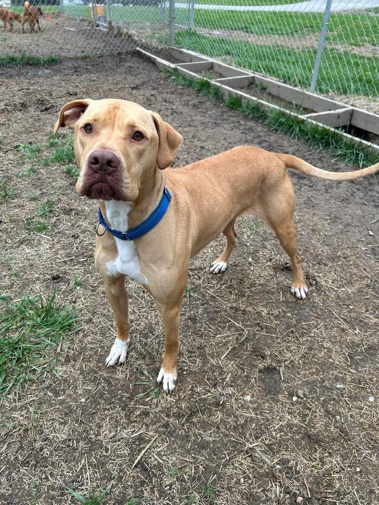 Brutus, a Adoptable mixed breed in Marion, OH image 2/2