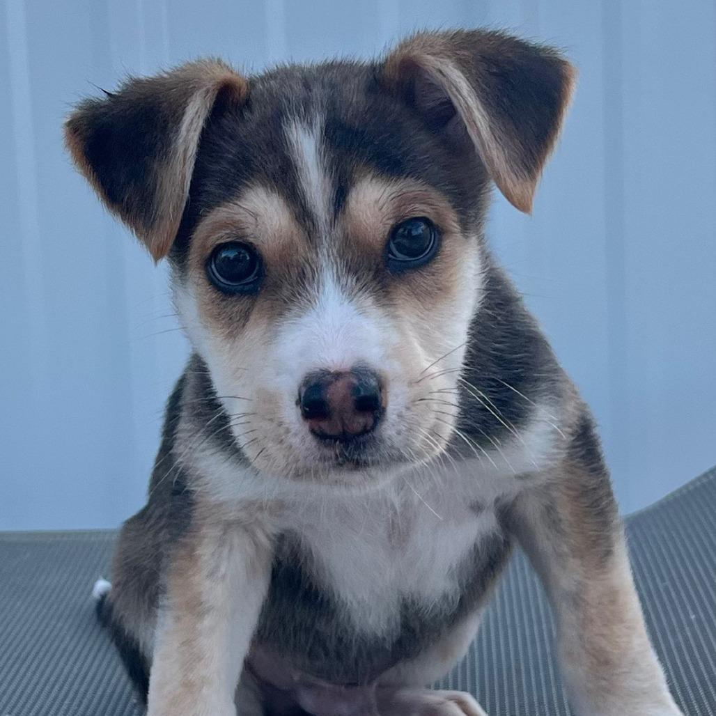 Barney, Adoptable, Young Male Shepherd.