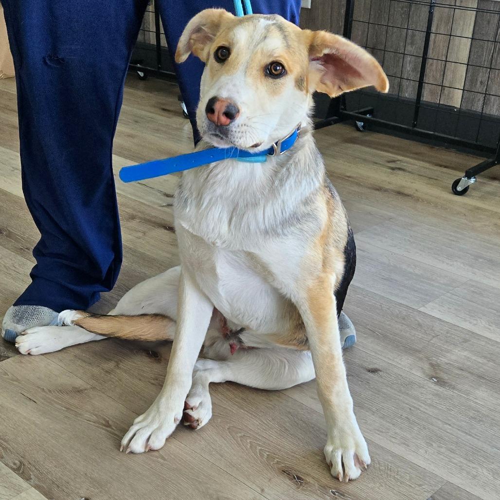 Enlarge Barney, a Adoptable Shepherd in Idaho Falls, ID image 2/6