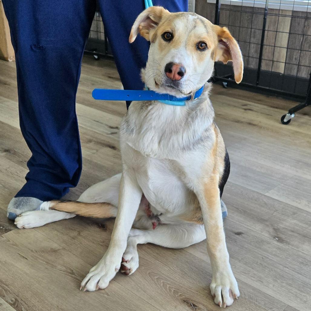 Enlarge Barney, a Adoptable Shepherd in Idaho Falls, ID image 3/6