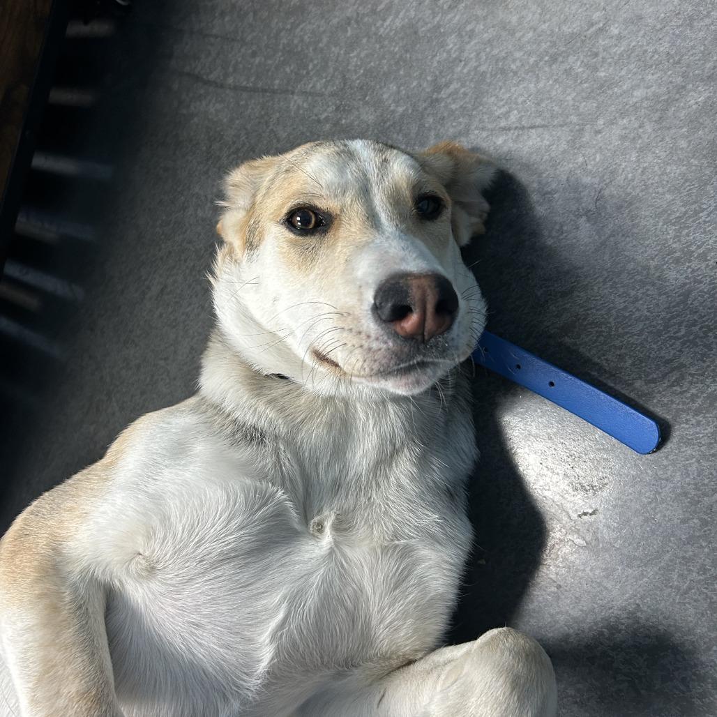 Enlarge Barney, a Adoptable Shepherd in Idaho Falls, ID image 4/6