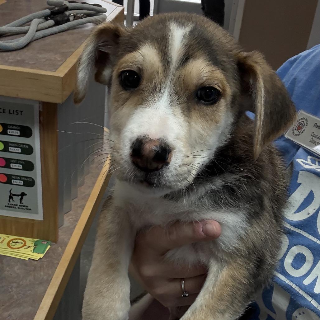 Enlarge Barney, a Adoptable Shepherd in Idaho Falls, ID image 5/6