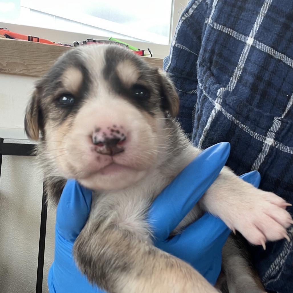 Enlarge Barney, a Adoptable Shepherd in Idaho Falls, ID image 6/6