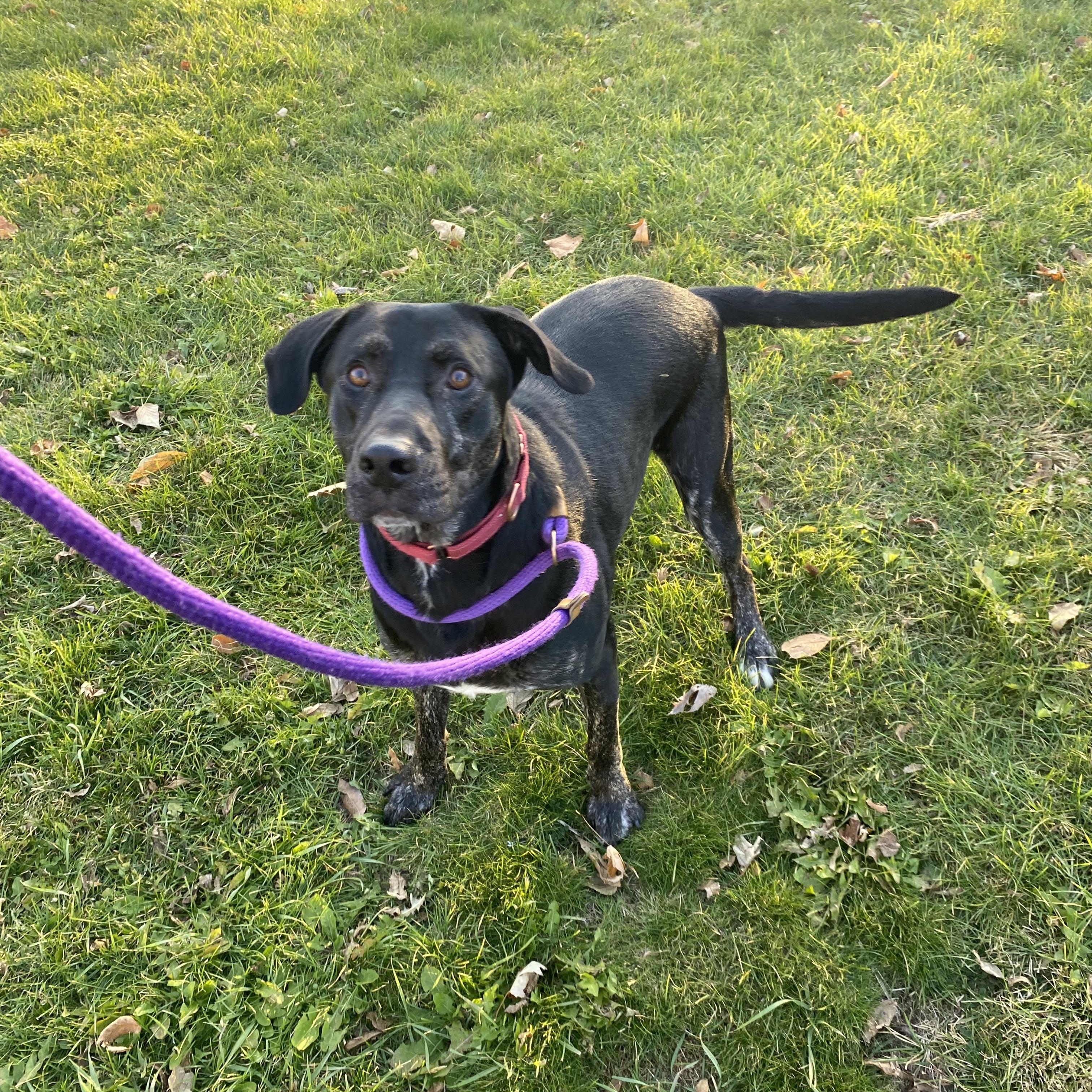 Enlarge Perry, a Adoptable mixed breed in Ottawa, IL image 3/4