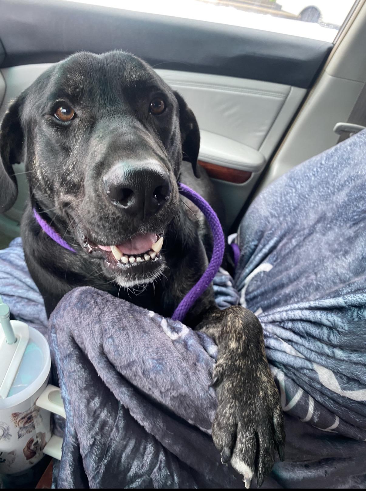 Perry, Adoptable, Young Male Labrador Retriever.