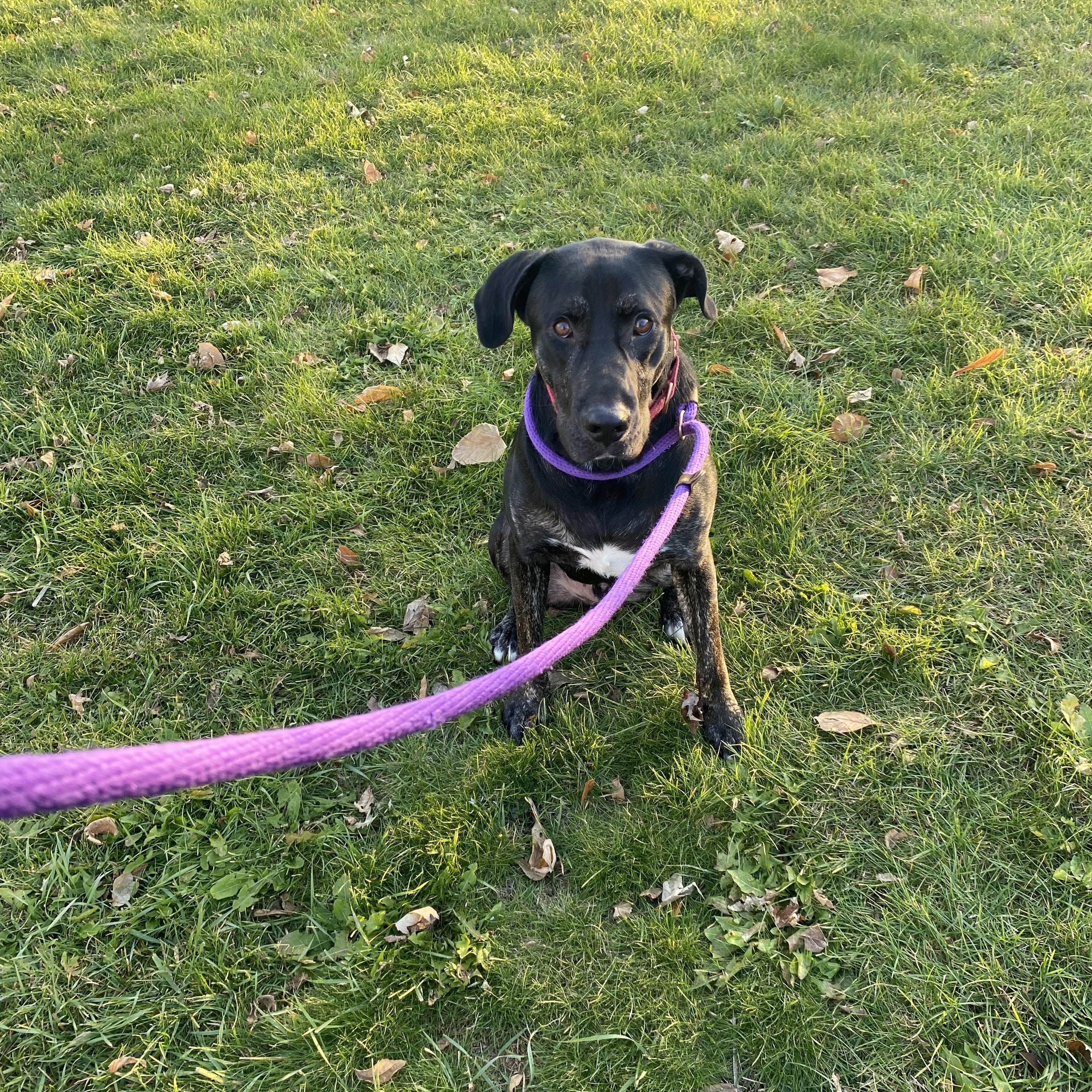 Enlarge Perry, a Adoptable mixed breed in Ottawa, IL image 4/4