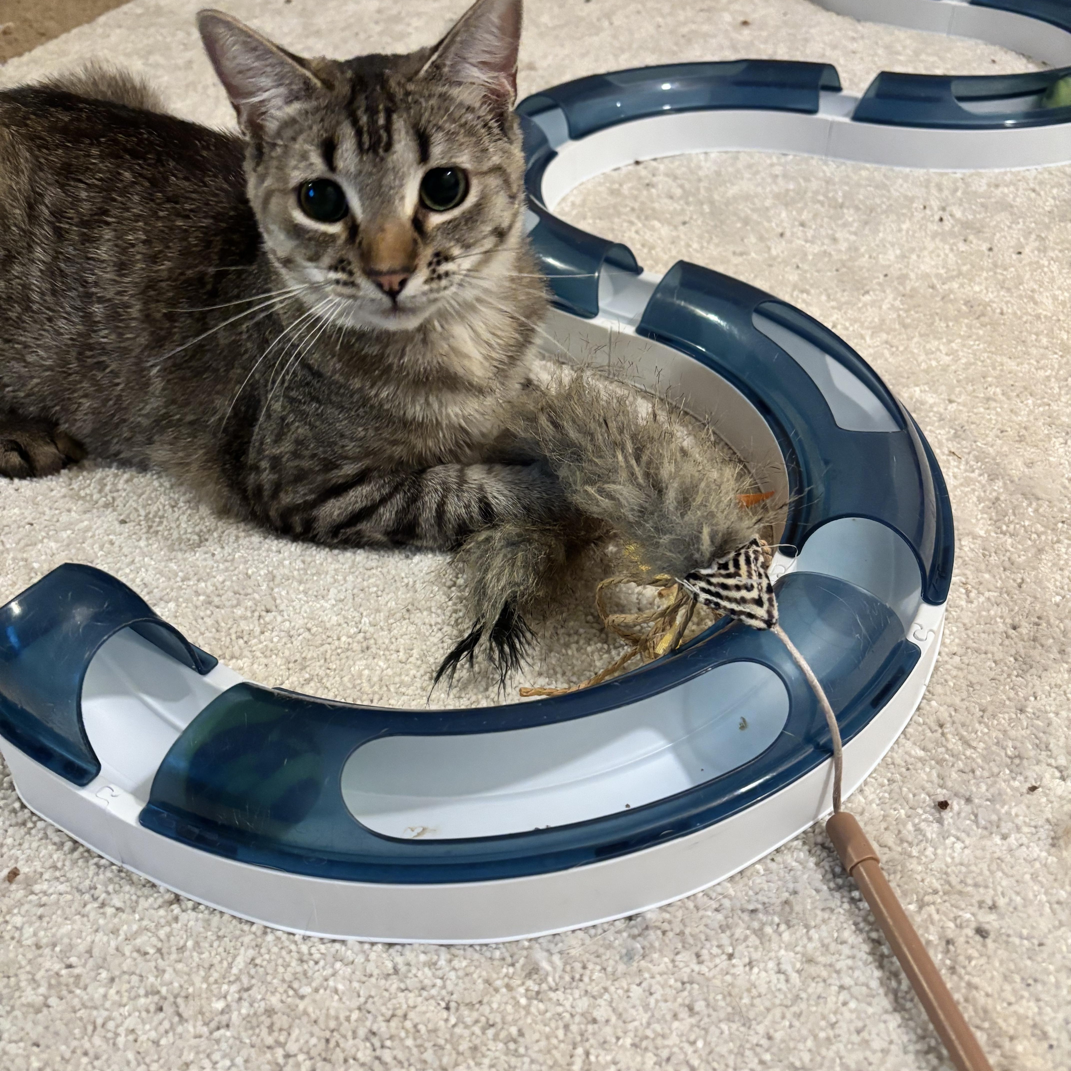 Sadie, a ADOPTABLE American Shorthair in Springdale, AR image 5/5