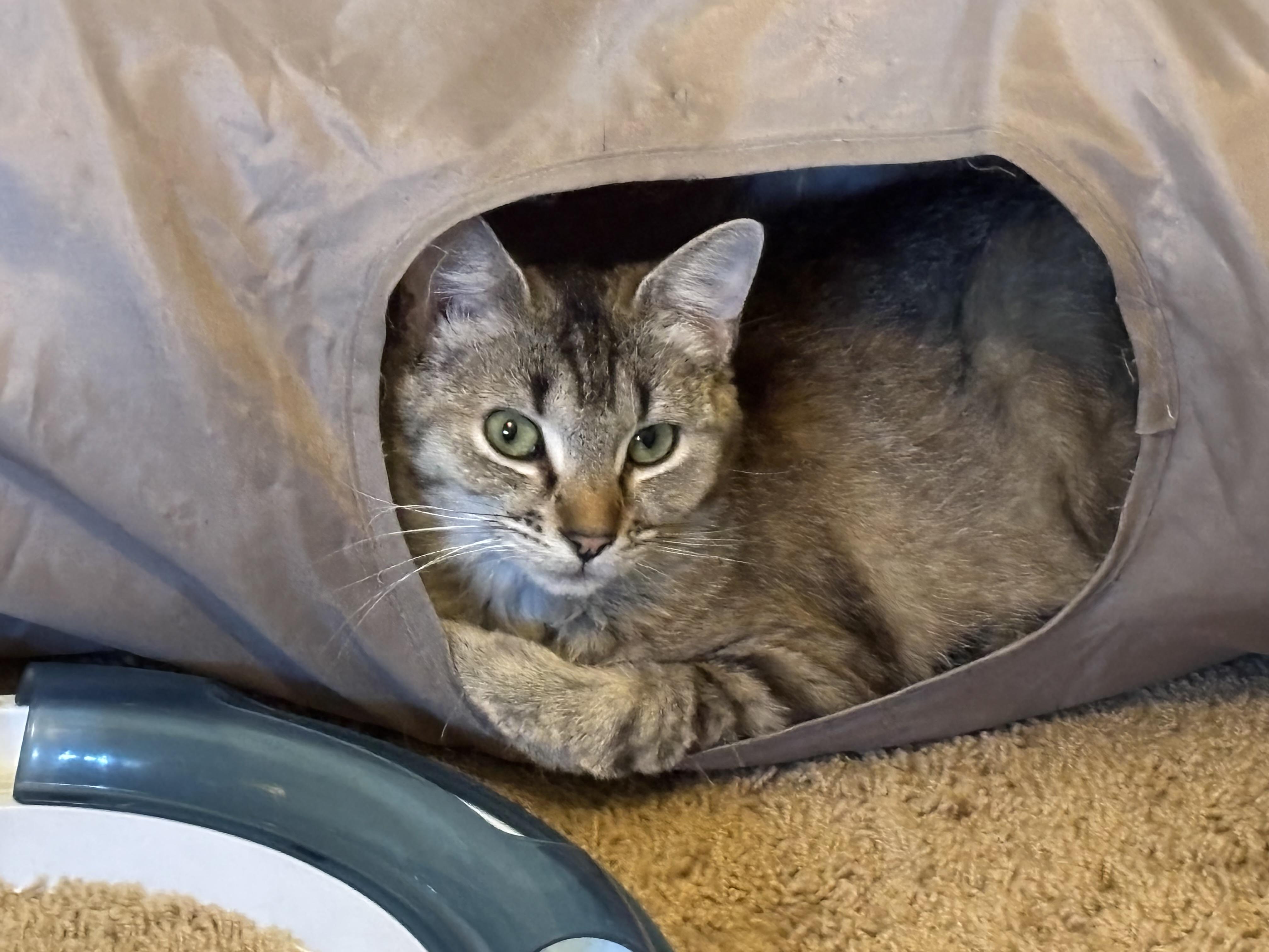 Sadie, a ADOPTABLE American Shorthair in Springdale, AR image 4/5
