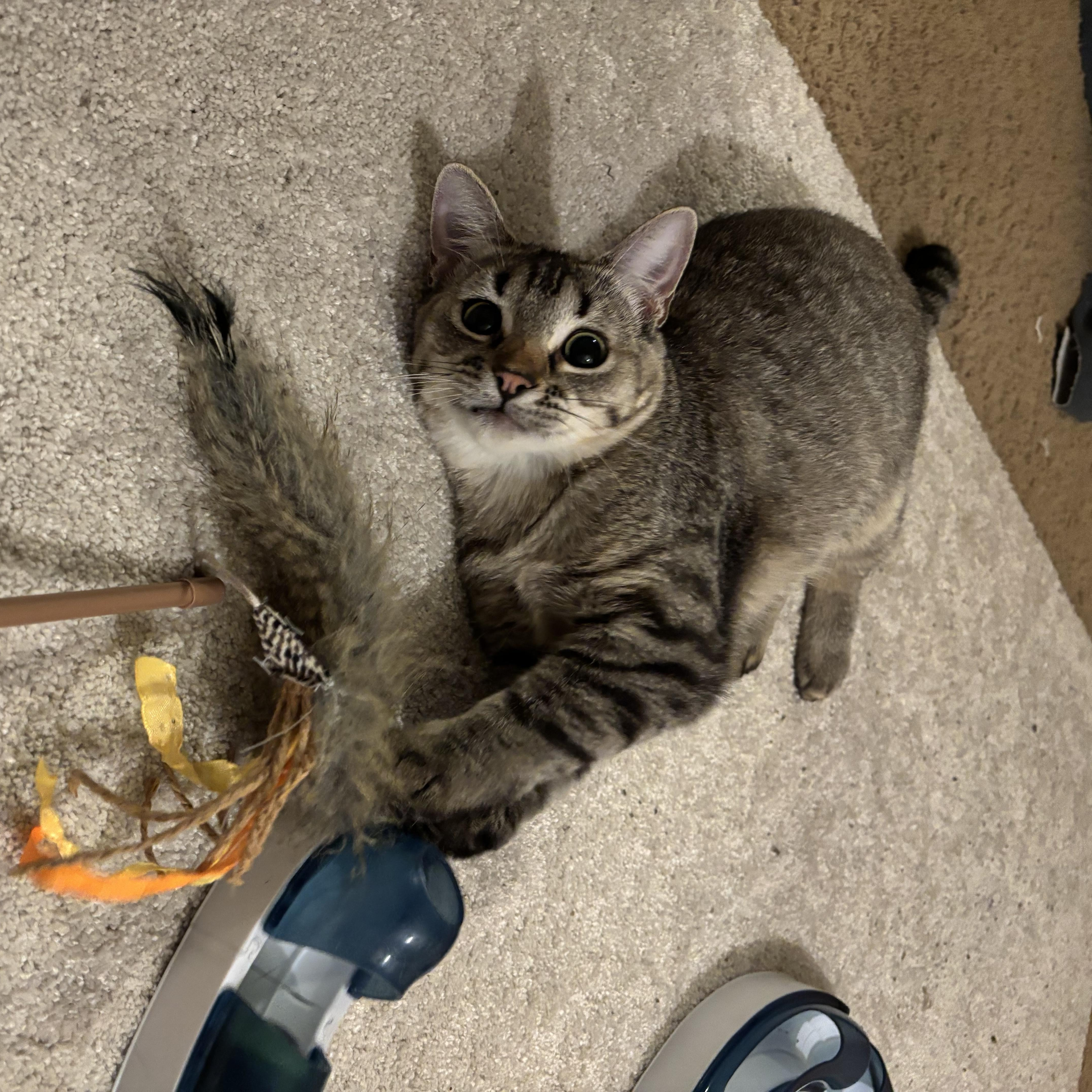 Sadie, ADOPTABLE, Kitten Female American Shorthair.