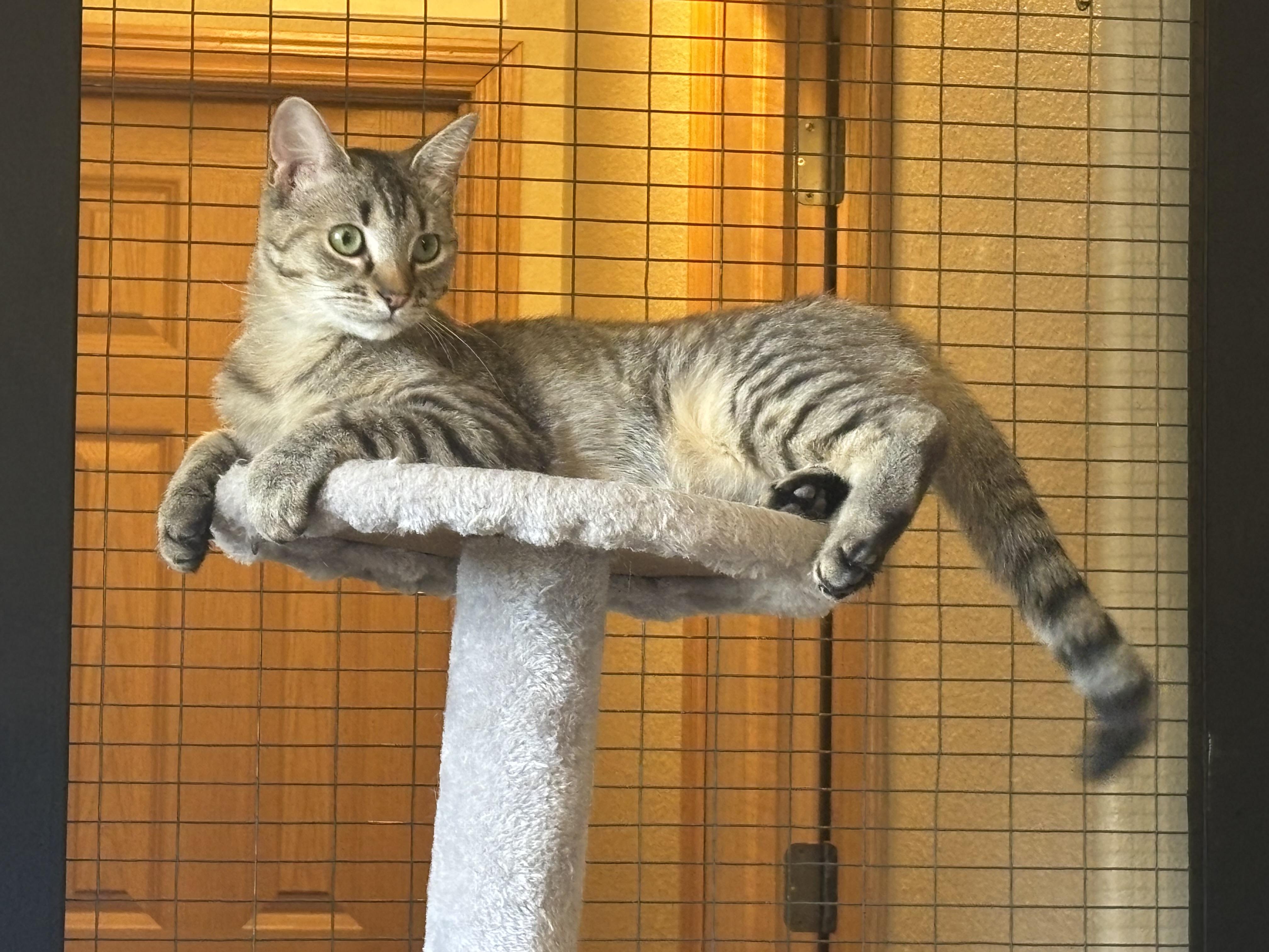 Sadie, a ADOPTABLE American Shorthair in Springdale, AR image 2/5