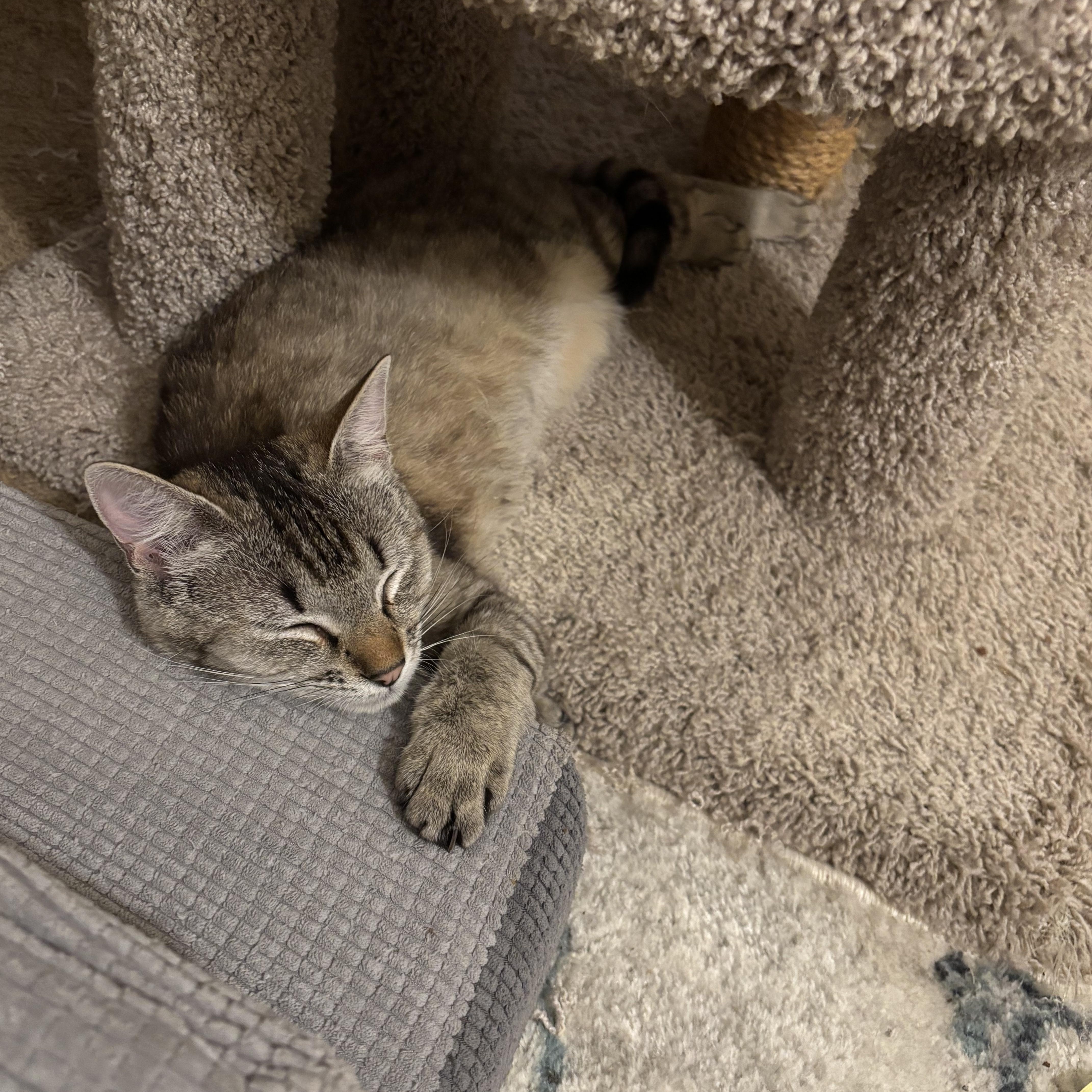 Sadie, a ADOPTABLE American Shorthair in Springdale, AR image 3/5
