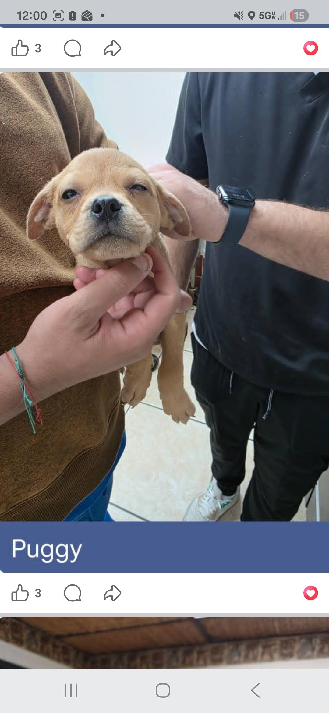 Puggy, ADOPTABLE, Puppy Male Pug.