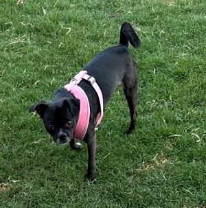 Sassy, Adoptable, Young Female Chihuahua & Pug.