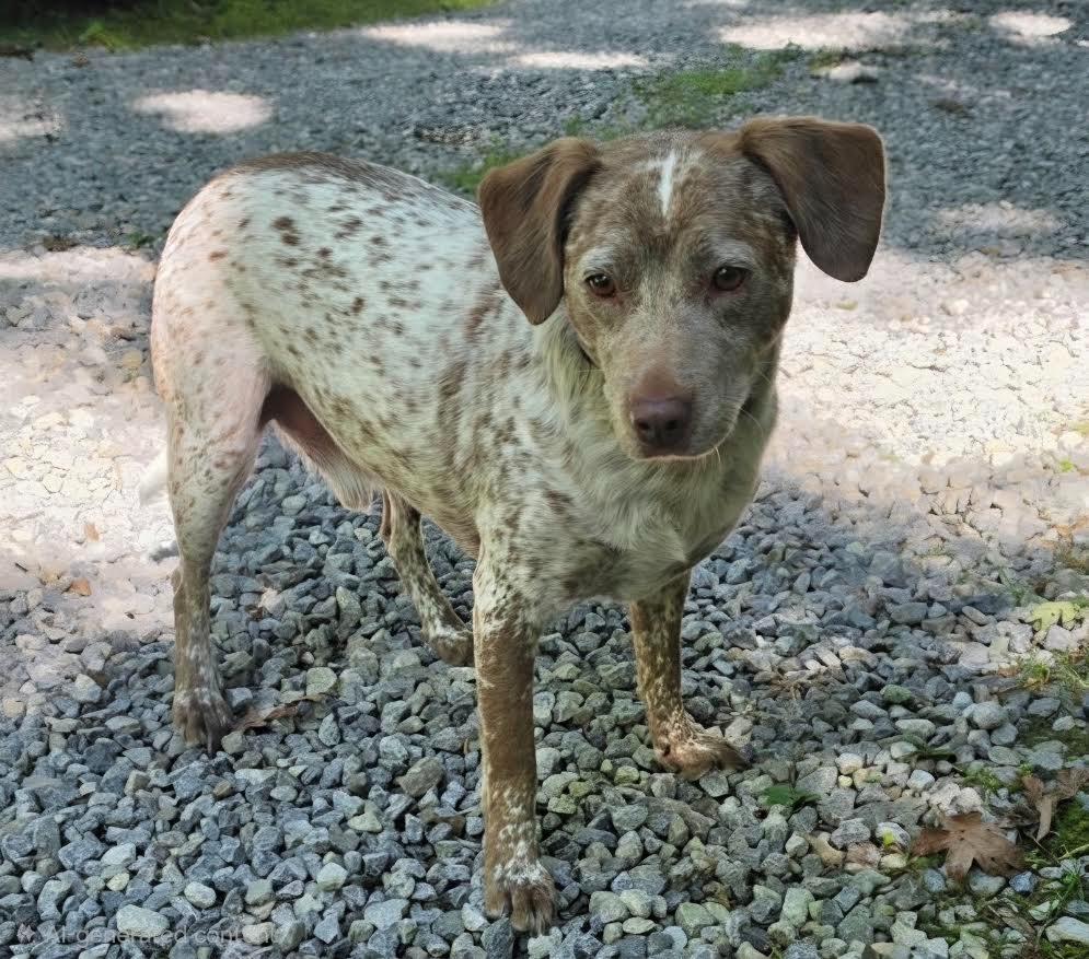 Enlarge RIP, a Adoptable Cattle Dog in Crossville, TN image 1/6