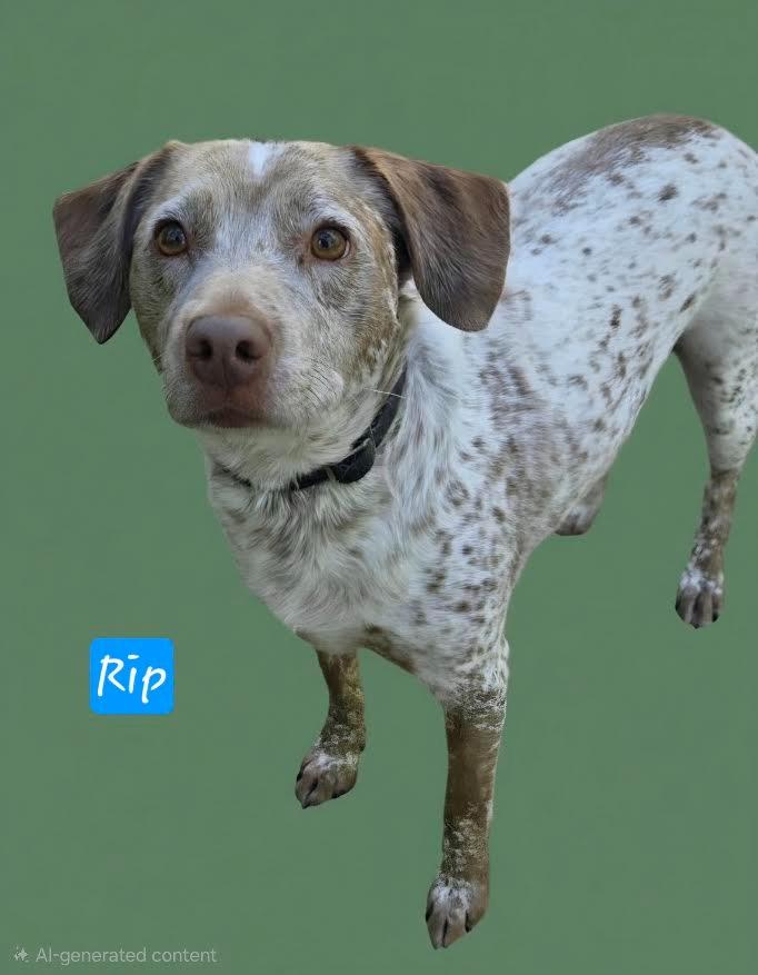 Enlarge RIP, a Adoptable Cattle Dog in Crossville, TN image 2/6