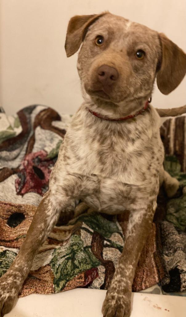 Enlarge RIP, a Adoptable Cattle Dog in Crossville, TN image 5/6