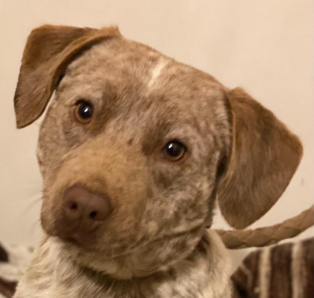 Enlarge RIP, a Adoptable Cattle Dog in Crossville, TN image 6/6