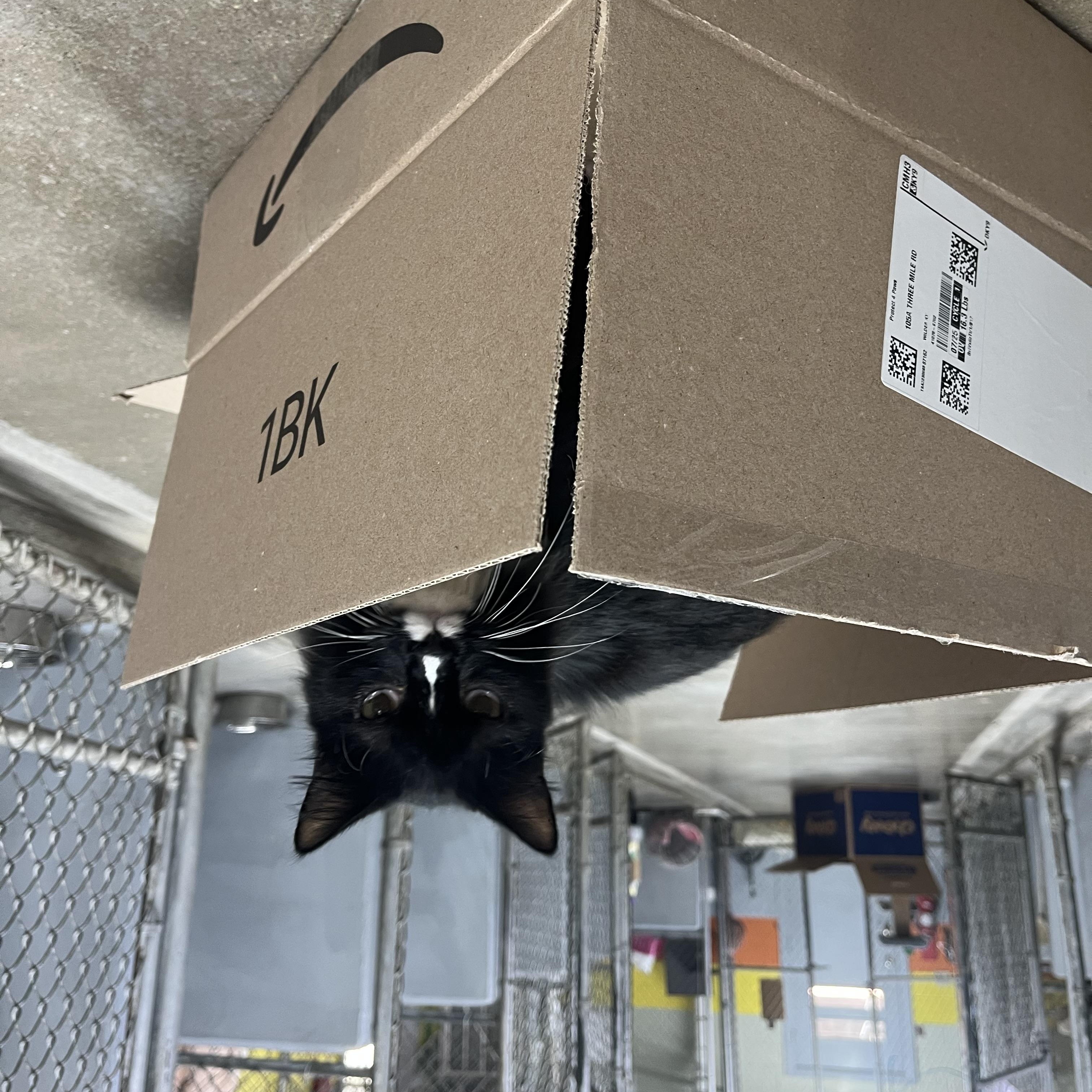 Calcifer, a Adoptable Domestic Long Hair in Wilder, KY image 2/2