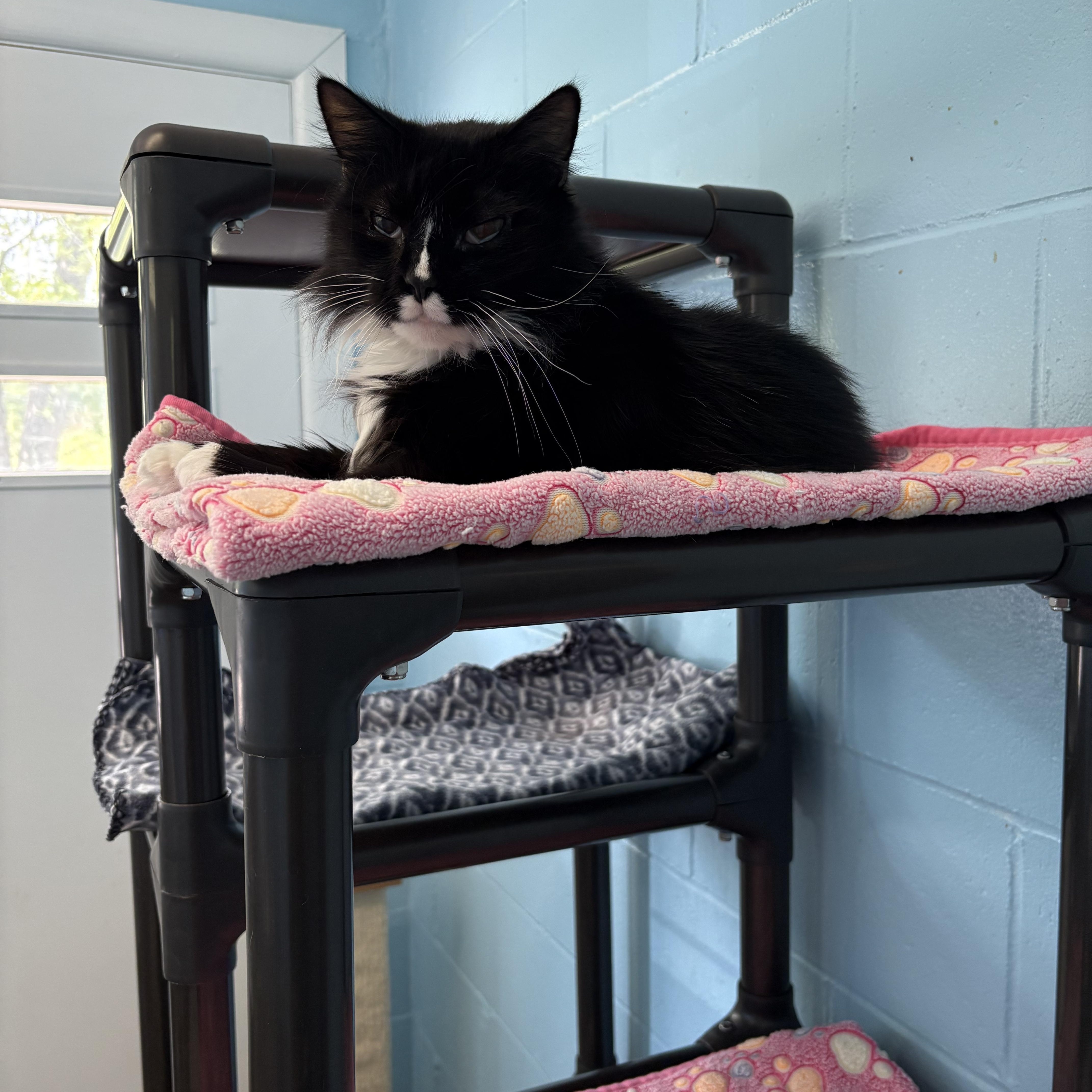 Calcifer, a Adoptable Domestic Long Hair in Wilder, KY image 1/2