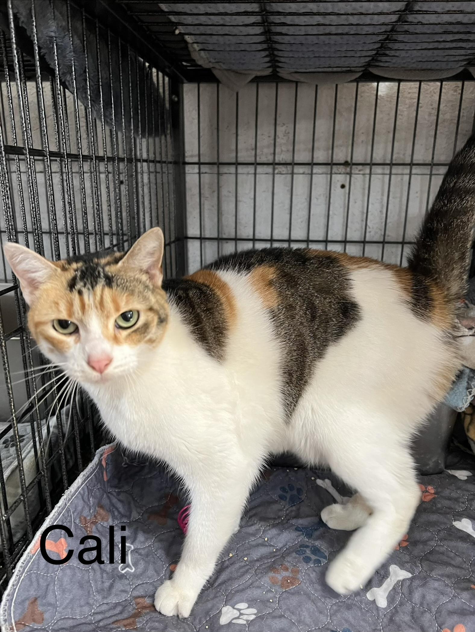 Enlarge Callie, a Adoptable Domestic Short Hair in Sneads Ferry, NC image 1/1