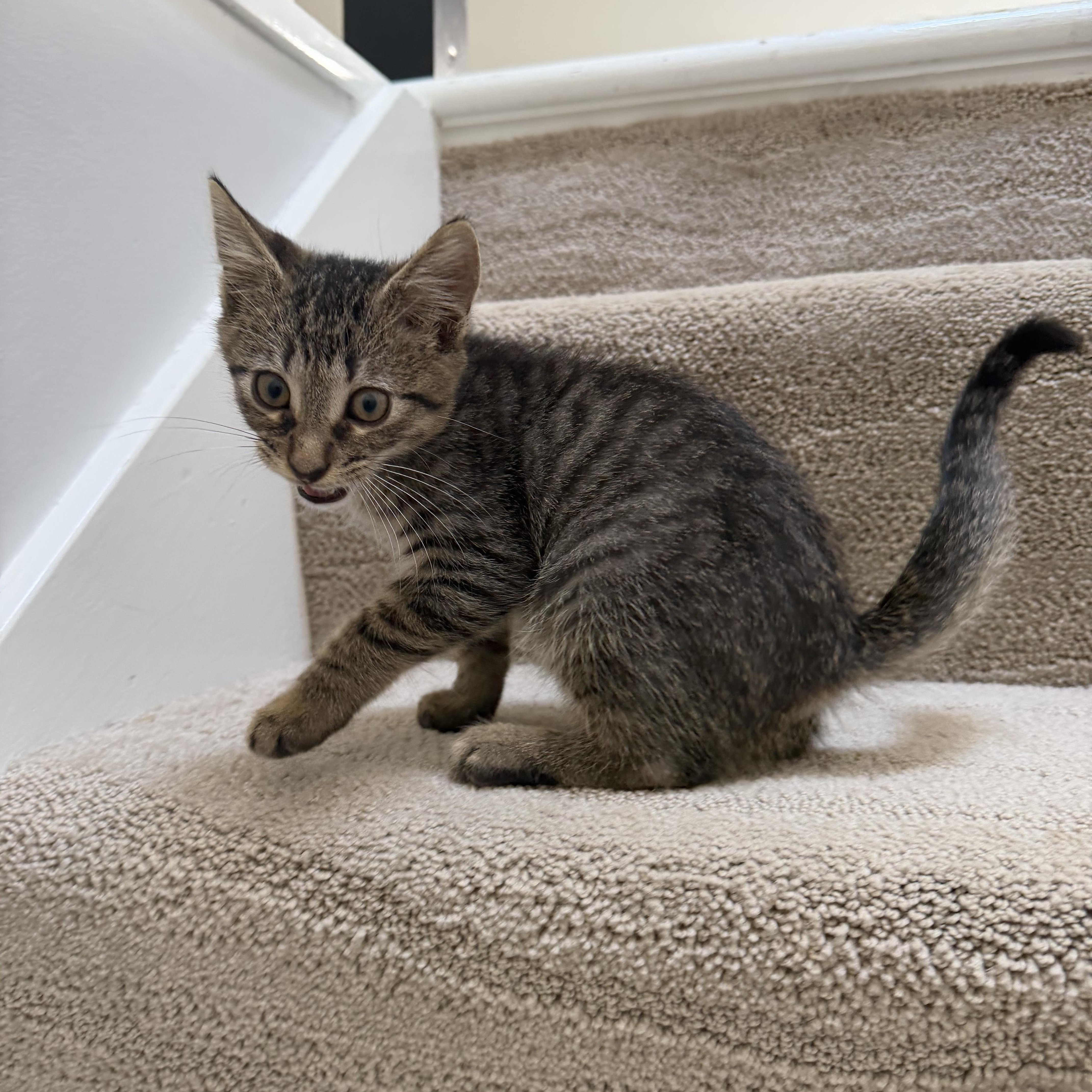 Enlarge Buckeye, a Adoptable American Shorthair in Hilton Head Island, SC image 3/4