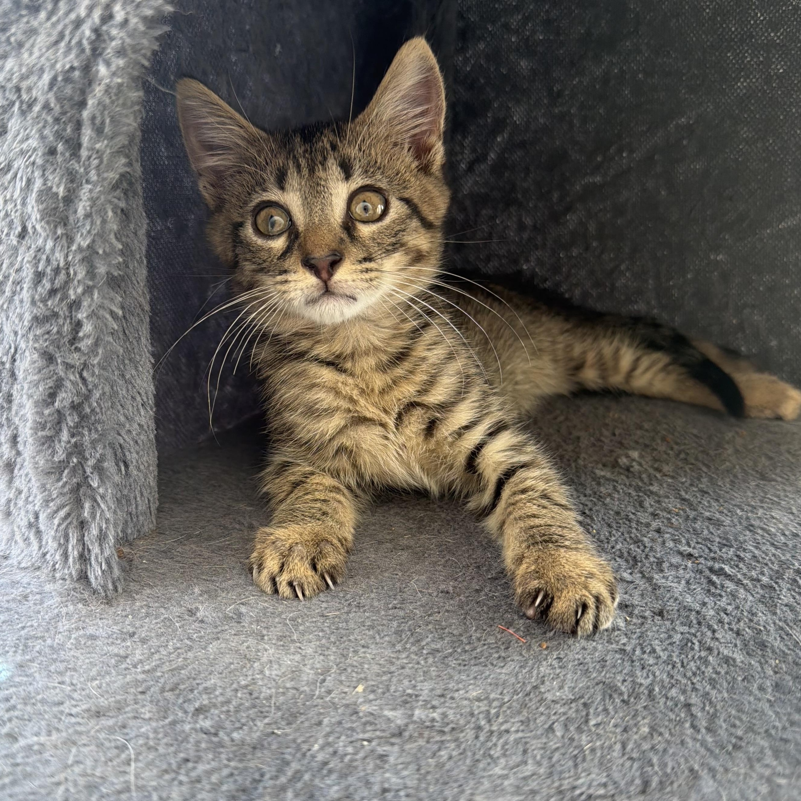Enlarge Buckeye, a Adoptable American Shorthair in Hilton Head Island, SC image 1/4