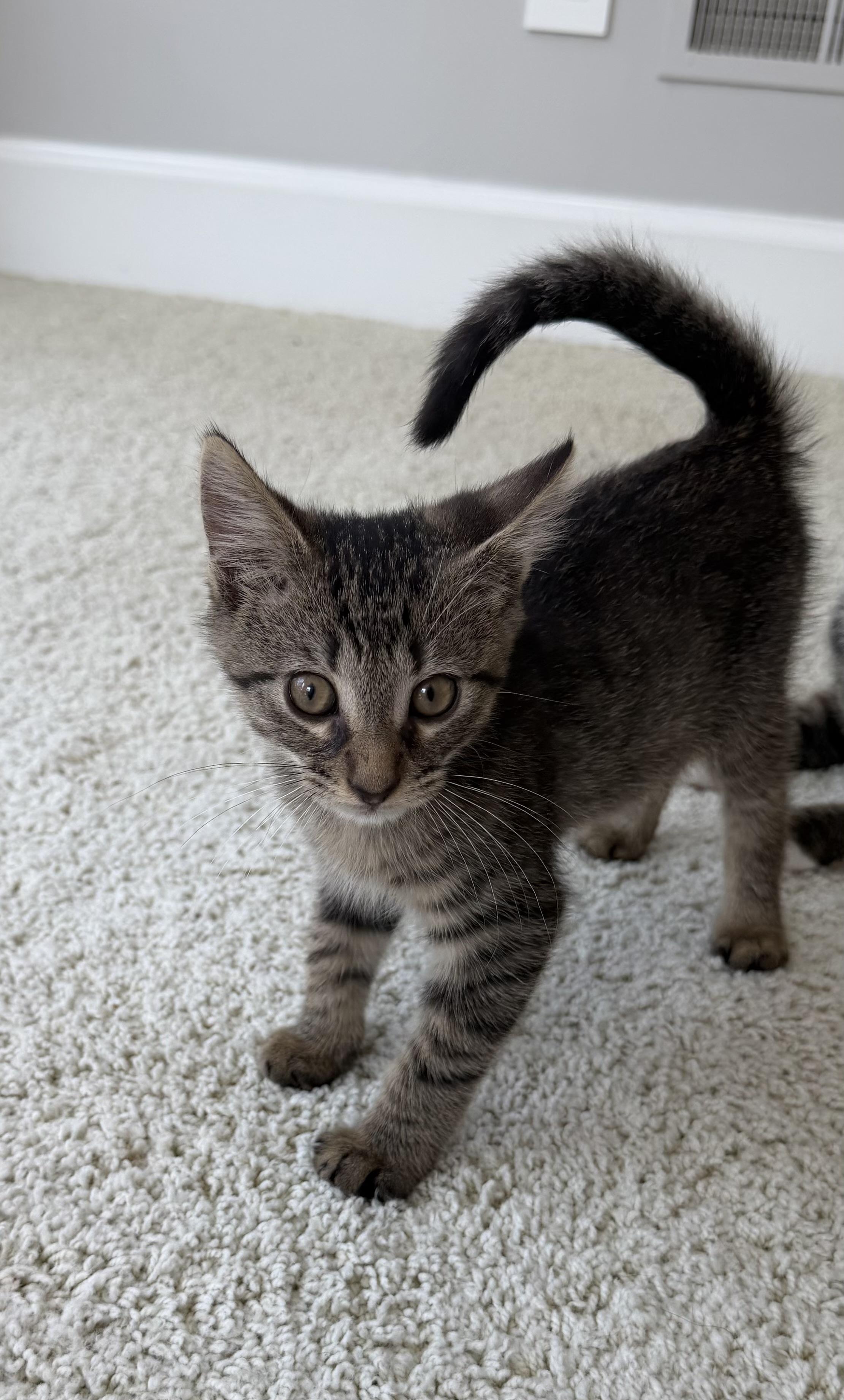 Enlarge Buckeye, a Adoptable American Shorthair in Hilton Head Island, SC image 2/4