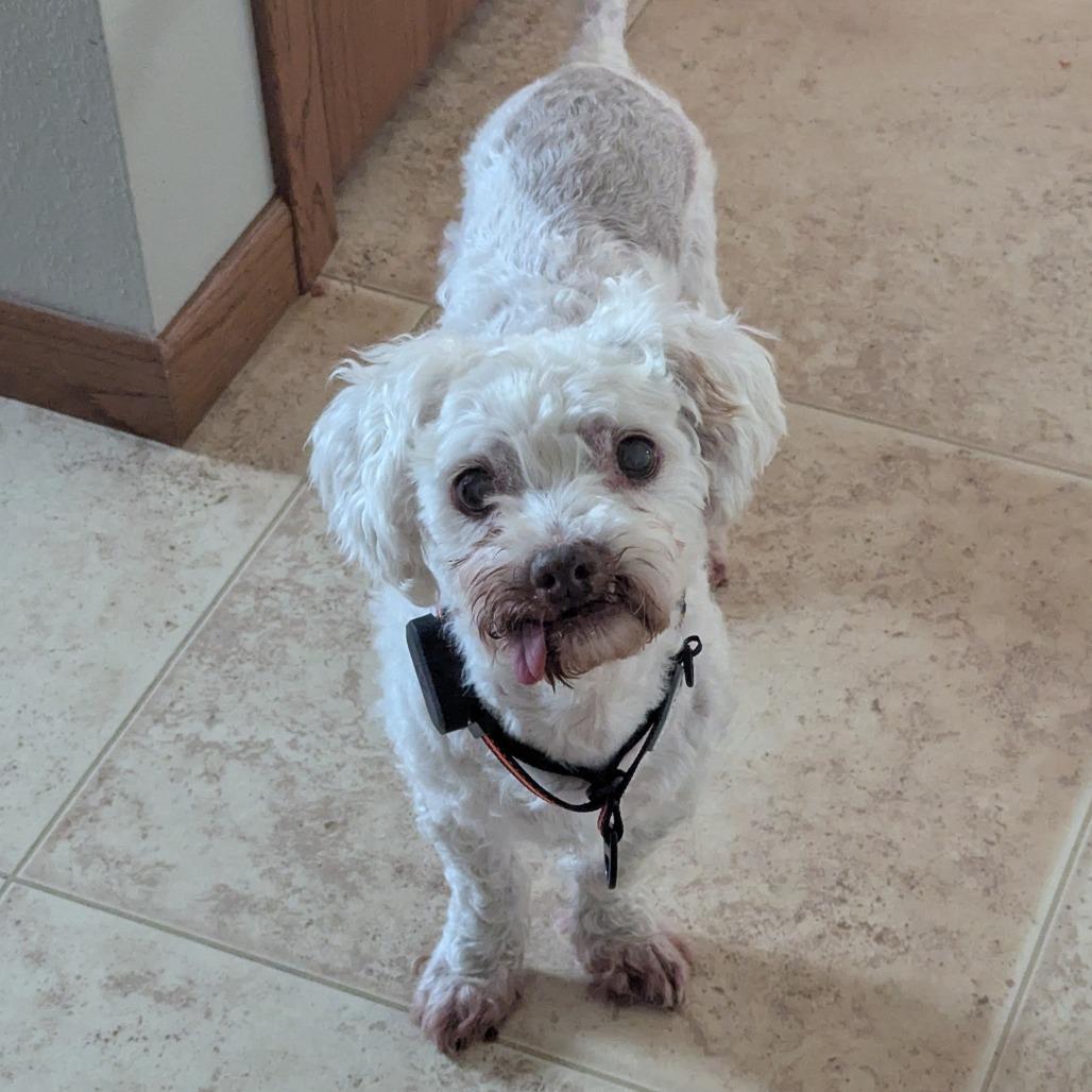 Salvador, a Adoptable mixed breed in Alma, WI image 1/3