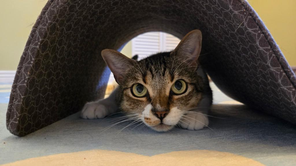 Deeks, Adoptable, Adult Male Domestic Short Hair.