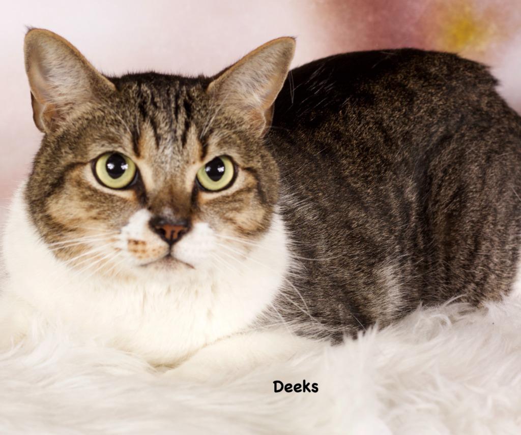 Enlarge Deeks, a Adoptable mixed breed in Gilbert, AZ image 2/5