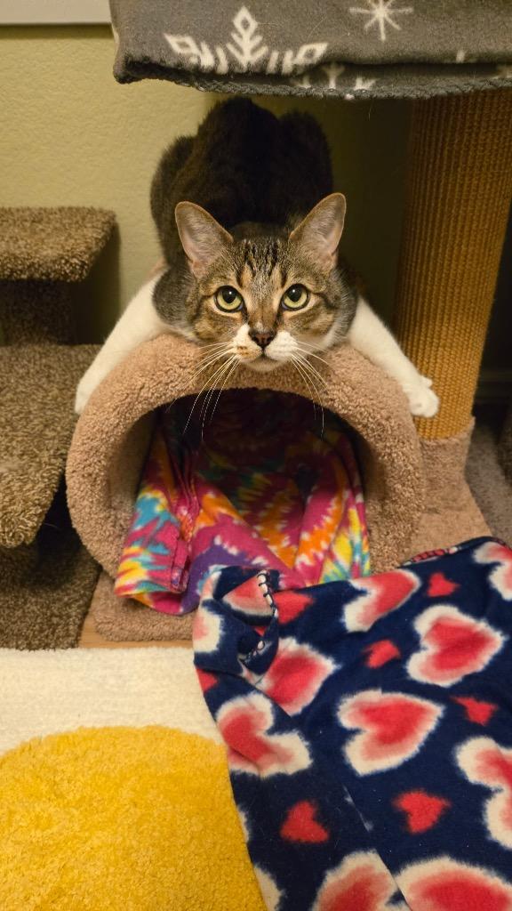 Enlarge Deeks, a Adoptable mixed breed in Gilbert, AZ image 3/5