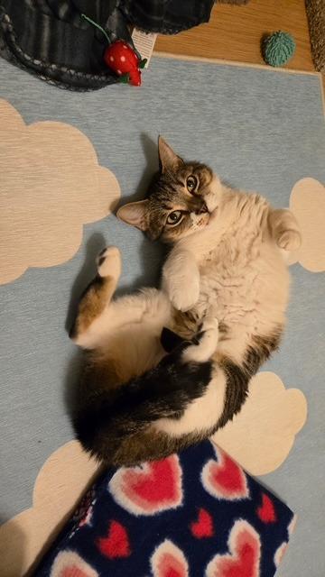 Enlarge Deeks, a Adoptable mixed breed in Gilbert, AZ image 4/5